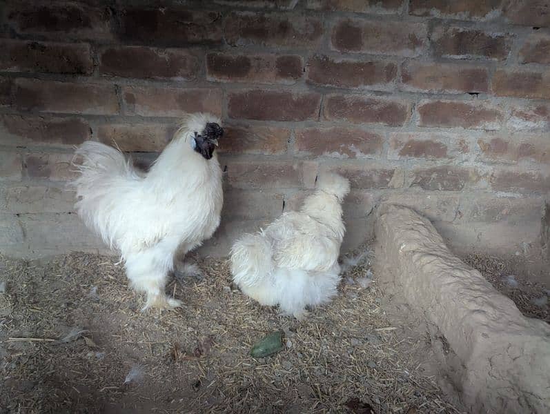 Silkie Hen Pair 100% Breeder 9