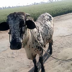 bueityfull bull of Eid UL azha