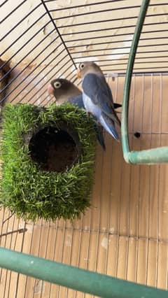 plue pasnata , parblue and albino red eye love bird