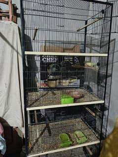 love birds and Fisher brids cage