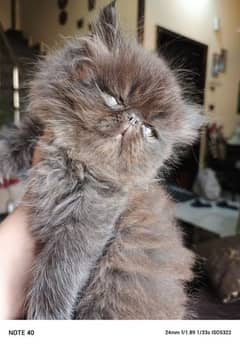 x punch face Persian long hair kitten for sale