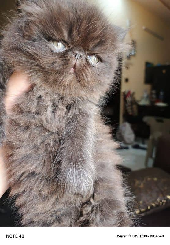 x punch face Persian long hair kitten for sale 1