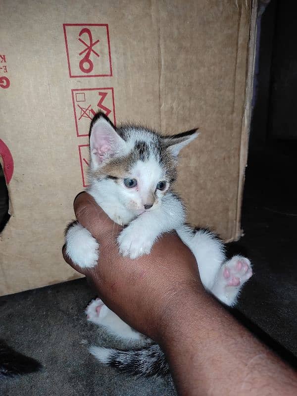 Kitten For Sale 2