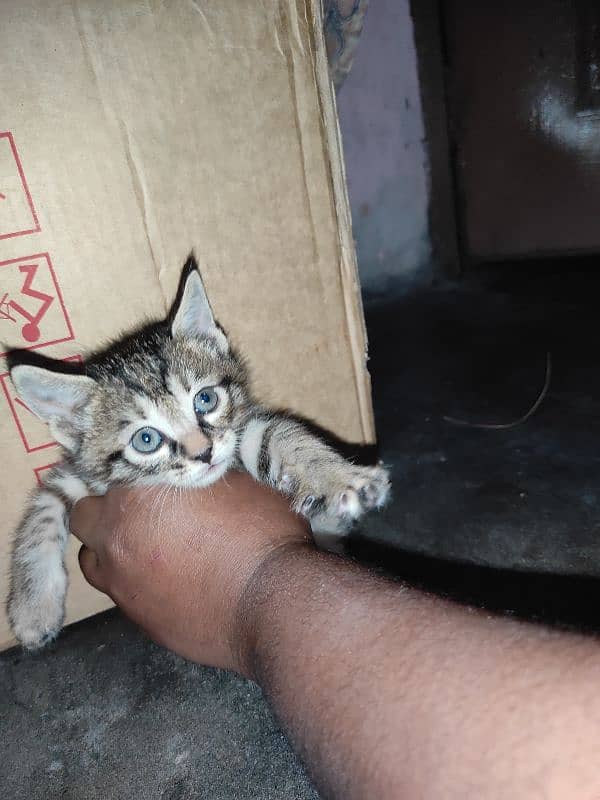 Kitten For Sale 3