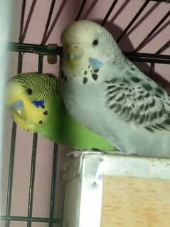 lovebirds