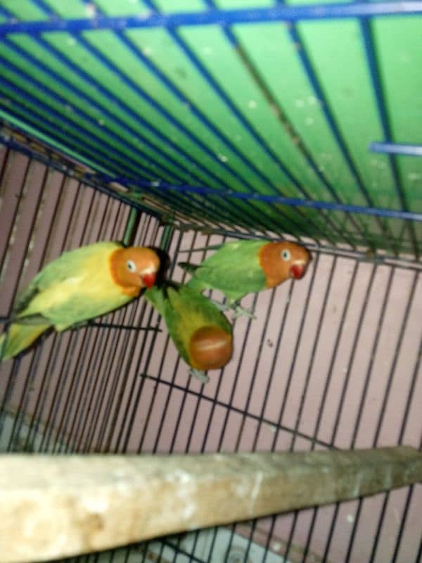 lovebirds cages and buggies 6