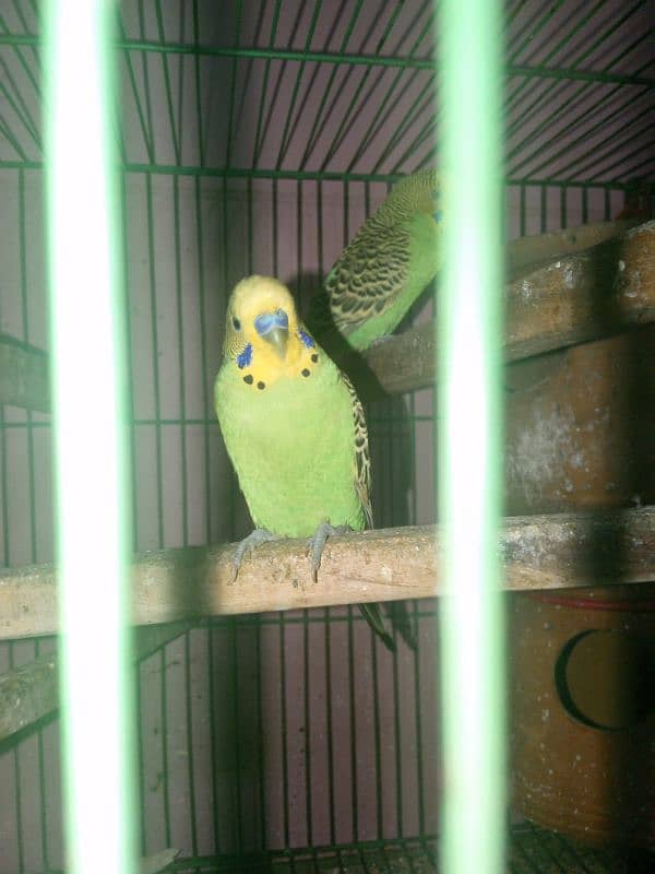 lovebirds cages and buggies 17