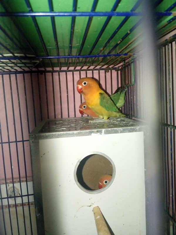 lovebirds cages and buggies 18