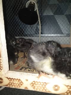 Pure Australorp day old chicks