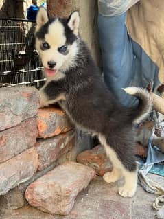 husky puppies available