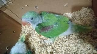 R-A-W parrot Chicks