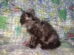 Persian Kitten Double Coated Litter Trained Healthy and Active