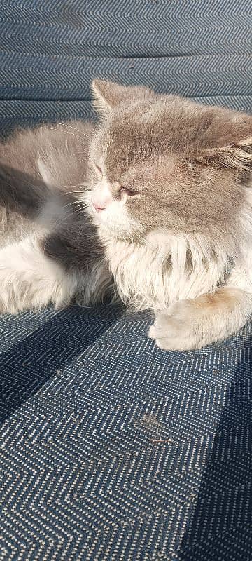 Persian male cat 0