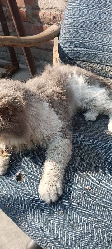 Persian male cat 5