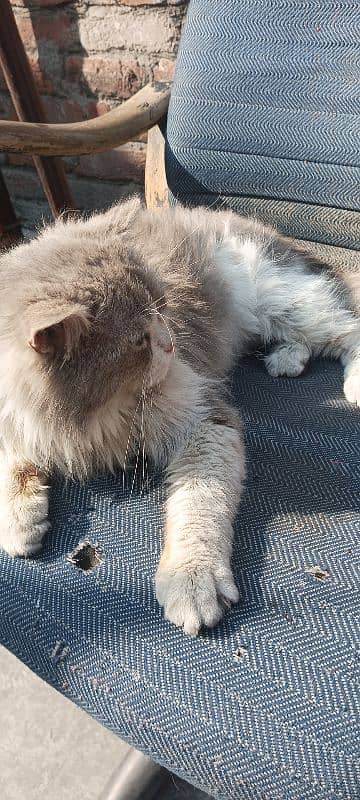 Persian male cat 7