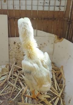 shamo chicks available for sale and Sussex  fancy breed available