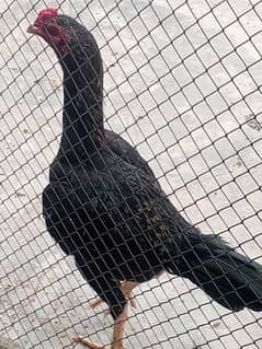 Hint breader hen/ Kurak Hen & Thai cross chiks