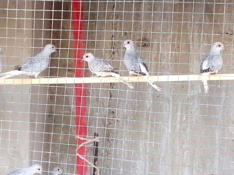 Diamond Dove young First breed 4