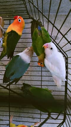 love birds adult good health active