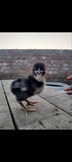 Australrop heritage black and blue Chicks available for sale