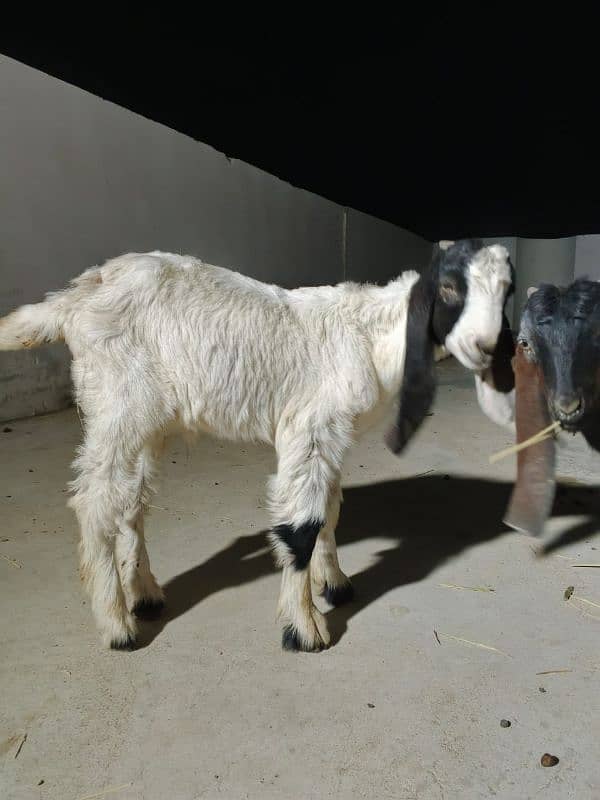 dono bakra for sale 2