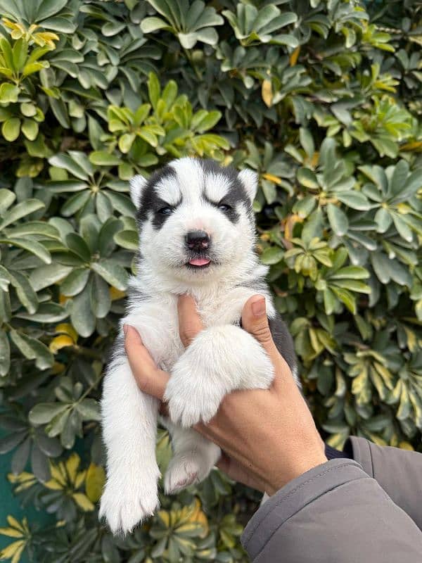 Siberian husky puppies for salCallWhatsApp number 03244025537 0