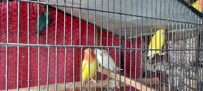 albino split , common lotino, blue fishri, green love bird