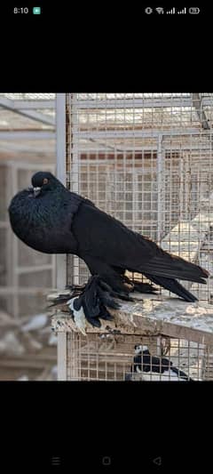 big Pomeranian pouter pigeon Pairs