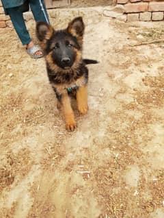 German shepherd puppy for sale 3 ma is ke age hy long cod hy