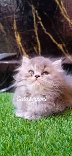 cute face kitten blue eyes / persian kittens /punch face | persian cat