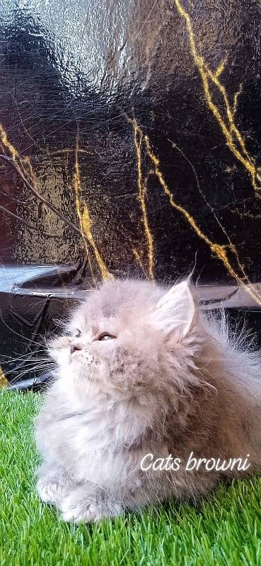 cute face kitten blue eyes / persian kittens /punch face | persian cat 1