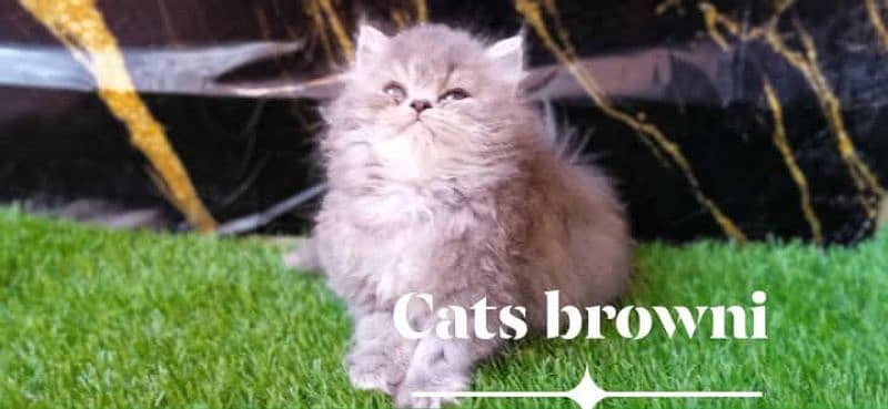 cute face kitten blue eyes / persian kittens /punch face | persian cat 2