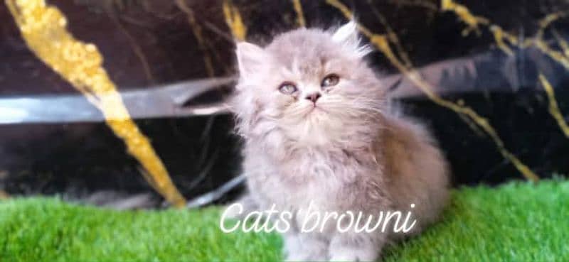 cute face kitten blue eyes / persian kittens /punch face | persian cat 3