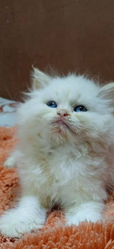 cute face kitten blue eyes / persian kittens /punch face | persian cat 4