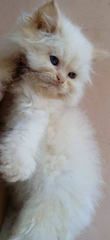 cute face kitten blue eyes / persian kittens /punch face | persian cat 5