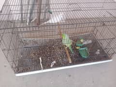 cage for sale with parrots