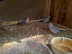 Silver and pied dove male for sale