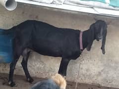 Black Goat for sale