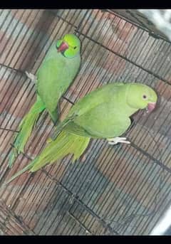 Green parrot pair