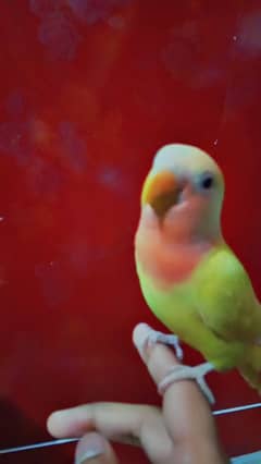 hand tammed love bird