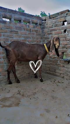 Naagri breed goat, Mother with Two lambs