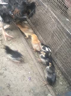 aseel chicks and iron cage friem  for sale