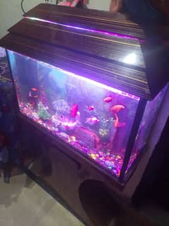 fish aquarium with fish