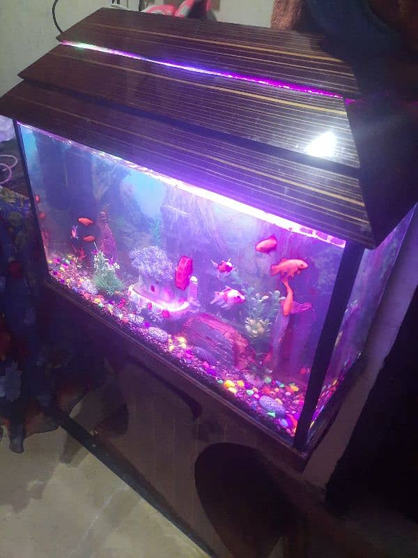 fish aquarium with fish 0