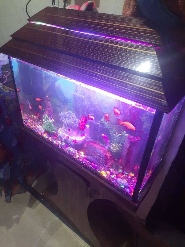 fish aquarium with fish 1