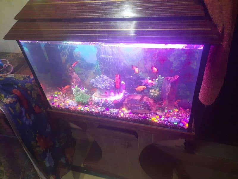 fish aquarium with fish 2