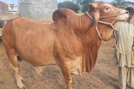 Sahiwal Bull