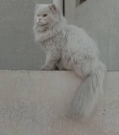 persian male triple coated cat