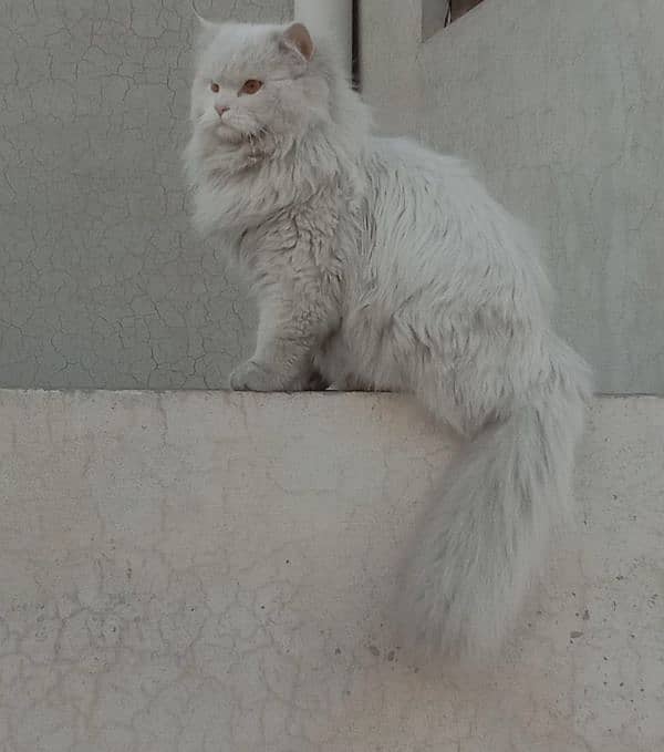 persian male triple coated cat 0