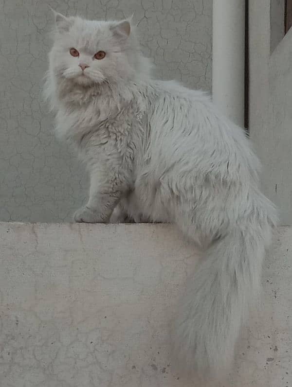 persian male triple coated cat 1